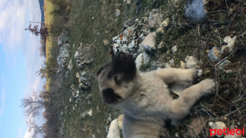 Kangal, Köpek  ASİL fotoğrafı