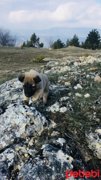 Kangal, Köpek  ASİL fotoğrafı