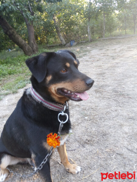 Rottweiler, Köpek  Carlos fotoğrafı