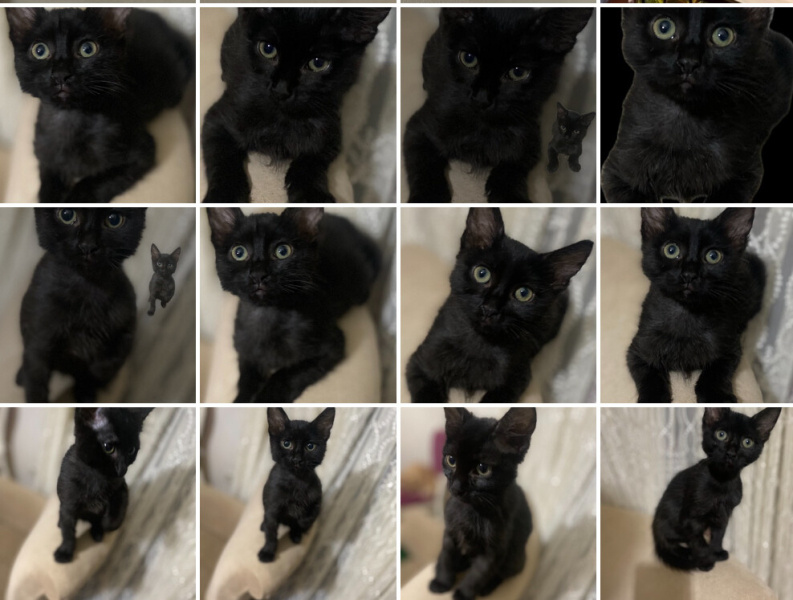 Bombay, Kedi  Karam ve Mia fotoğrafı