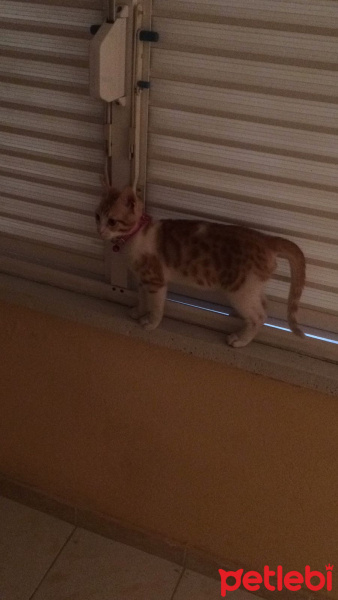 Tekir Kedi, Kedi  Çiko fotoğrafı