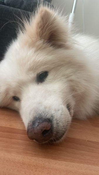 Samoyed, Köpek  Bobo fotoğrafı