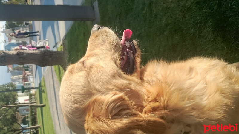 Golden Retriever, Köpek  Çörek fotoğrafı