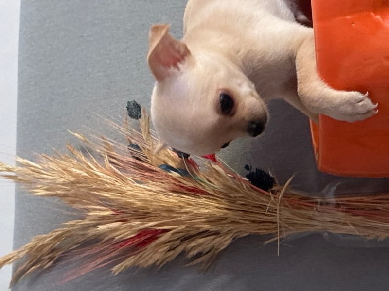 Chihuahua, Köpek  Chihuahua fotoğrafı