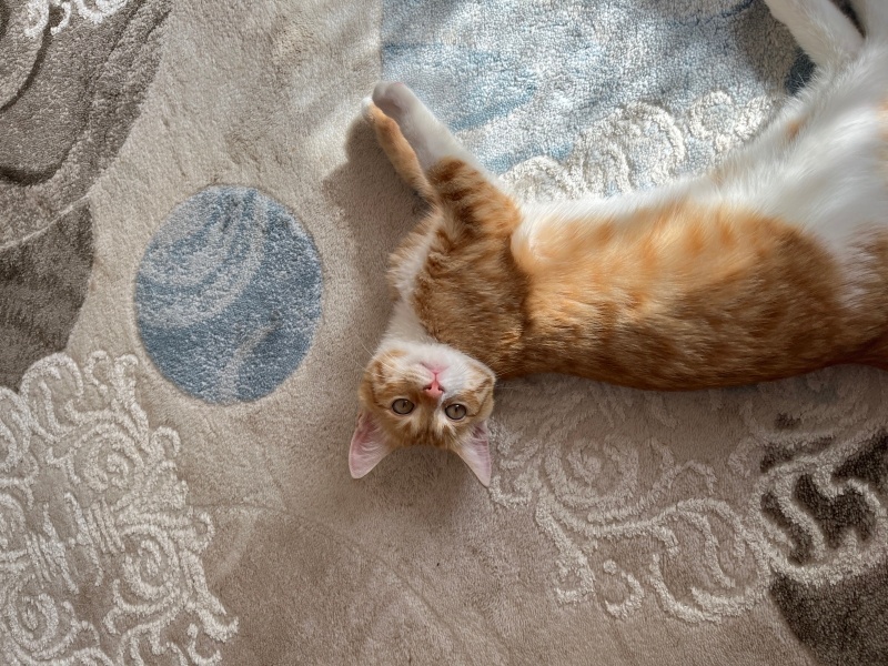 Sarman, Kedi  Fındık fotoğrafı