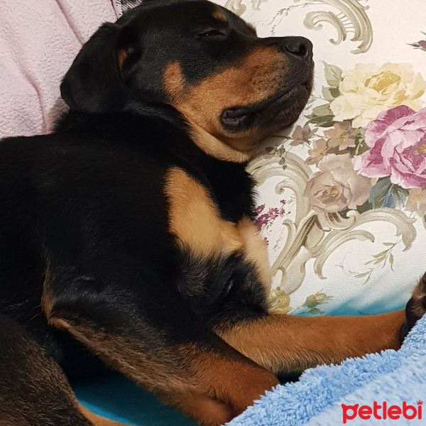 Rottweiler, Köpek  Zeyna fotoğrafı
