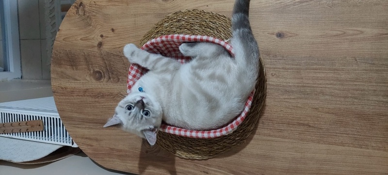 British Shorthair, Kedi  Mia fotoğrafı