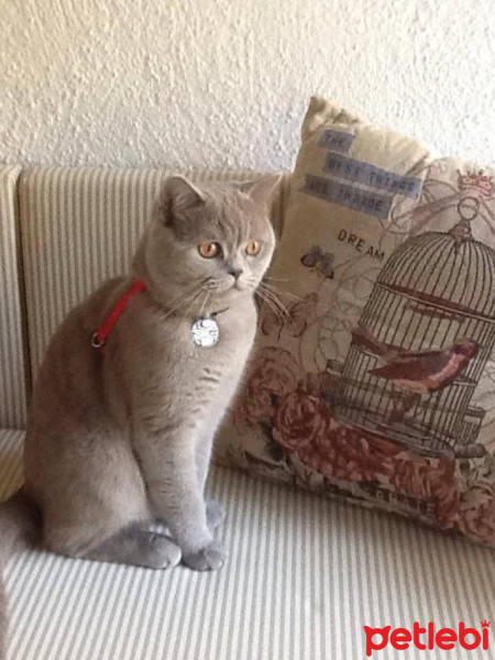 British Shorthair, Kedi  Kuki fotoğrafı