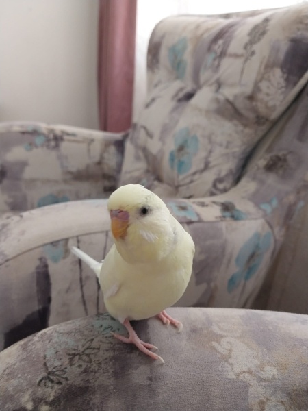 Muhabbet Kuşu, Kuş  Çiko fotoğrafı