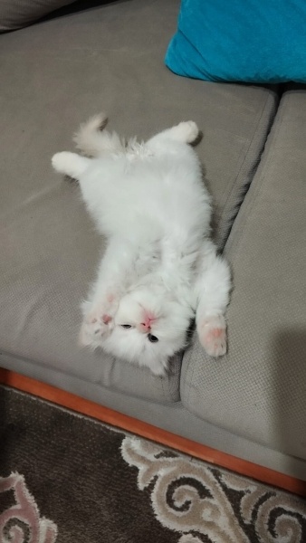 Chinchilla, Kedi  Rossi fotoğrafı