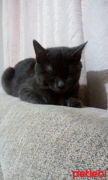 British Shorthair, Kedi  Shadow (gölge) fotoğrafı