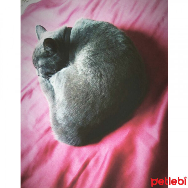 British Shorthair, Kedi  Shadow (gölge) fotoğrafı