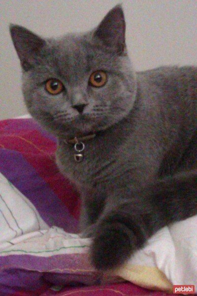 British Shorthair, Kedi  Karamel fotoğrafı