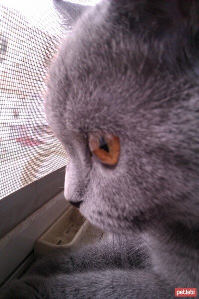 British Shorthair, Kedi  Karamel fotoğrafı