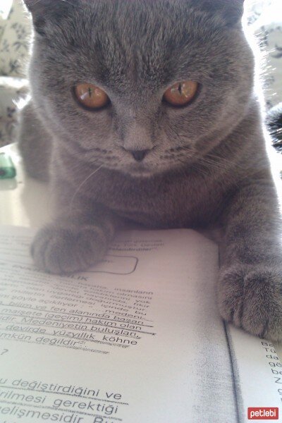 British Shorthair, Kedi  Karamel fotoğrafı