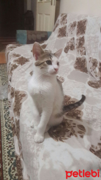 Tekir Kedi, Kedi  Lucifer fotoğrafı