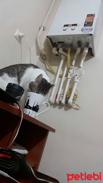 Tekir Kedi, Kedi  Lucifer fotoğrafı