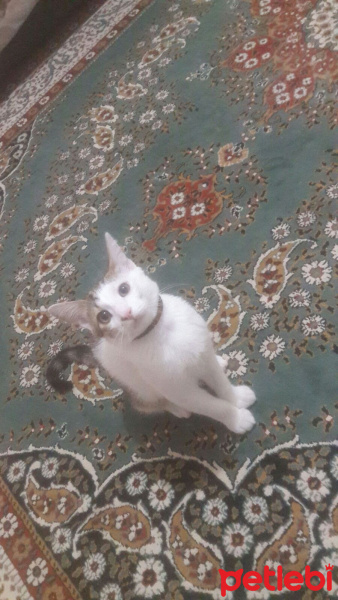 Tekir Kedi, Kedi  Lucifer fotoğrafı