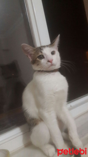 Tekir Kedi, Kedi  Lucifer fotoğrafı