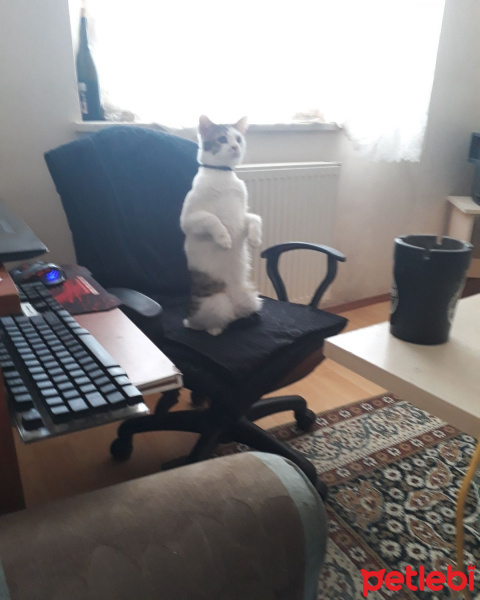 Tekir Kedi, Kedi  Lucifer fotoğrafı