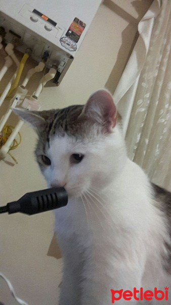 Tekir Kedi, Kedi  Lucifer fotoğrafı