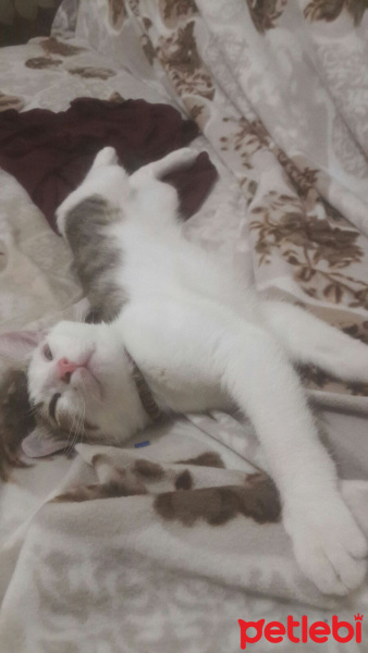 Tekir Kedi, Kedi  Lucifer fotoğrafı