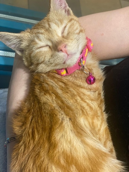 Sarman, Kedi  Pakize fotoğrafı