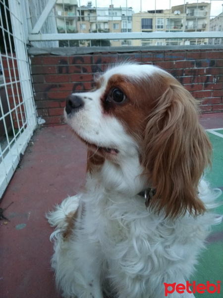 Cavalier King Charles Spanieli, Köpek  Tarçın fotoğrafı