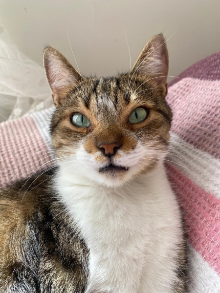 Tekir Kedi, Kedi  Dave fotoğrafı