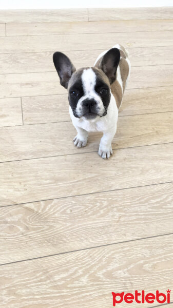 Fransız Bulldog, Köpek  Cony  fotoğrafı