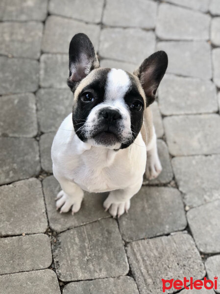 Fransız Bulldog, Köpek  Cony  fotoğrafı