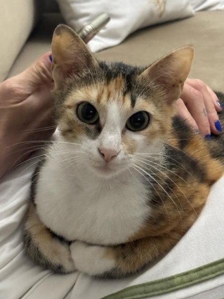 Tekir Kedi, Kedi  Karmen fotoğrafı