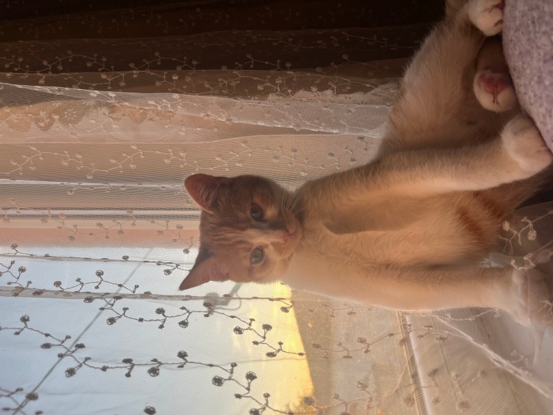 Sarman, Kedi  Tarçın fotoğrafı