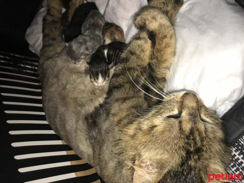 Tekir Kedi, Kedi  Nebahat fotoğrafı