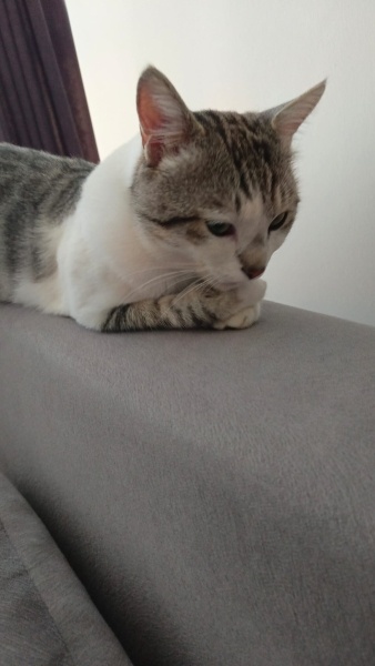 Tekir Kedi, Kedi  Ramo fotoğrafı