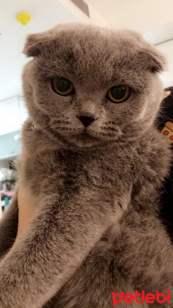 Scottish Fold, Kedi  Eylül fotoğrafı