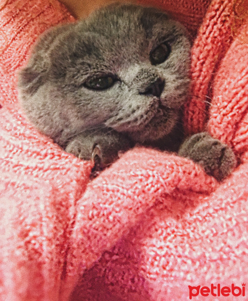 Scottish Fold, Kedi  Eylül fotoğrafı