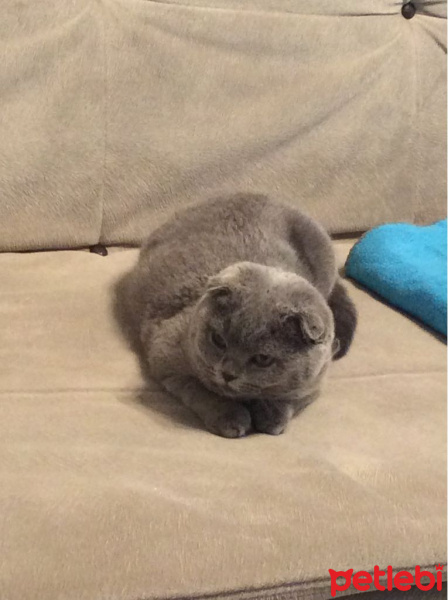 Scottish Fold, Kedi  Eylül fotoğrafı