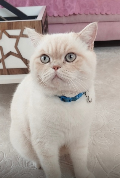 Brazilian Shorthair, Kedi  Pamuk fotoğrafı