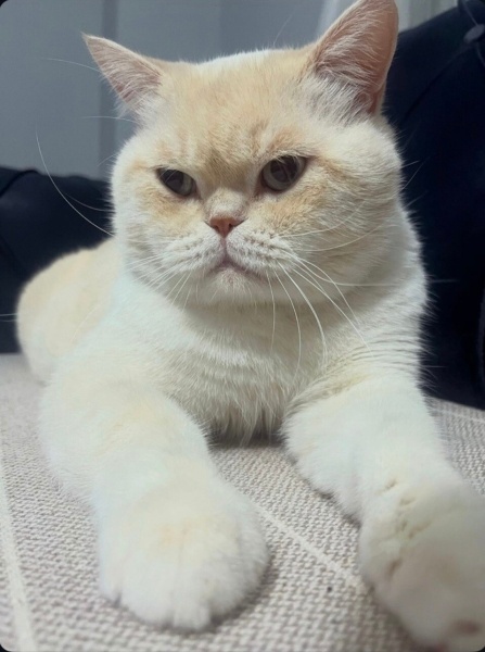 Brazilian Shorthair, Kedi  Pamuk fotoğrafı