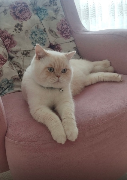 Brazilian Shorthair, Kedi  Pamuk fotoğrafı