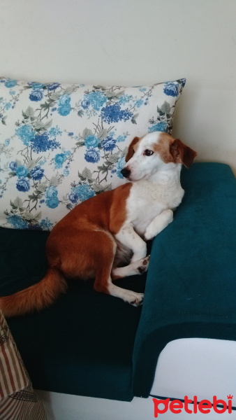 Jack Russell Terrier, Köpek  Fıstık fotoğrafı