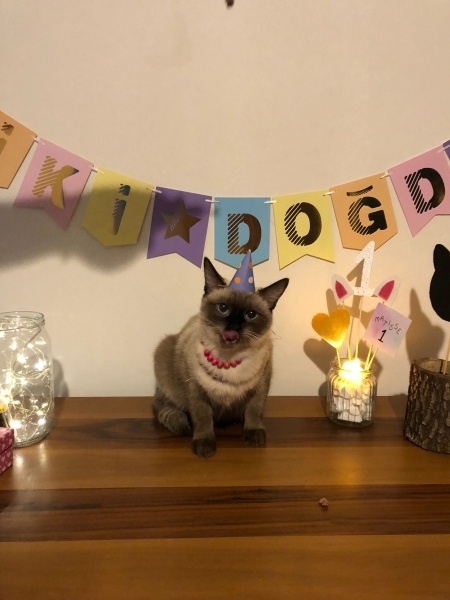 Siyam Kedisi, Kedi  Matis fotoğrafı