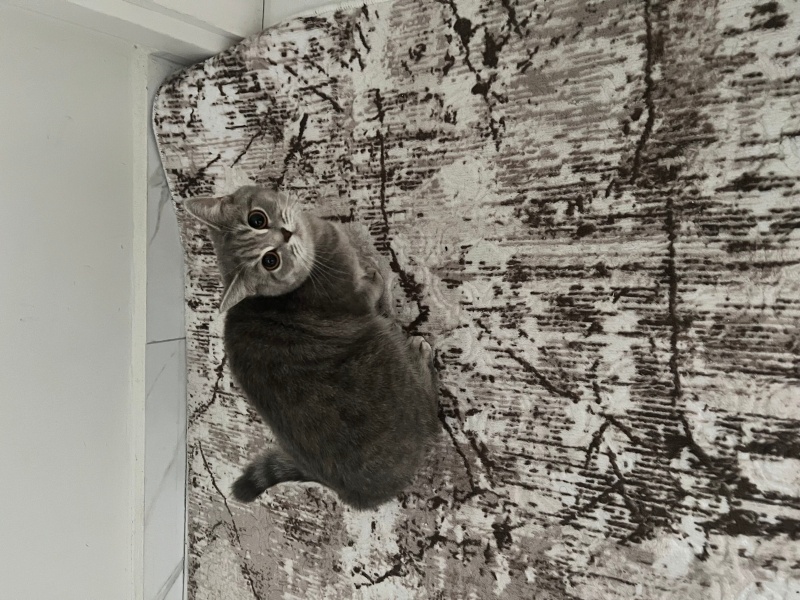 British Longhair, Kedi  Bındık fotoğrafı