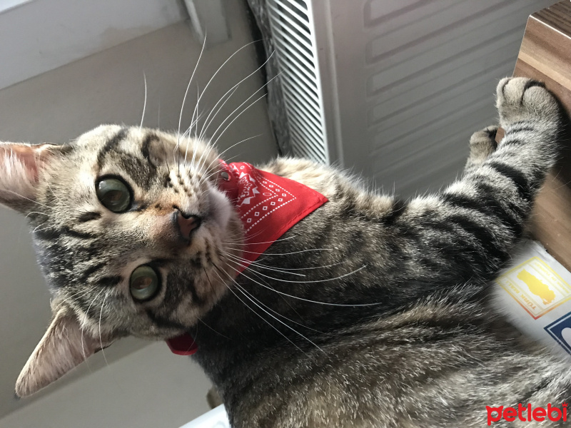 Tekir Kedi, Kedi  Bıdık fotoğrafı