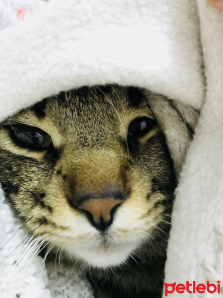 Tekir Kedi, Kedi  Bıdık fotoğrafı