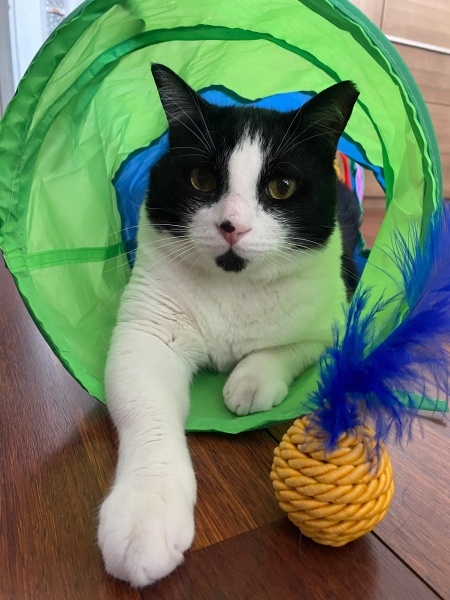 Tekir Kedi, Kedi  Boncuk fotoğrafı