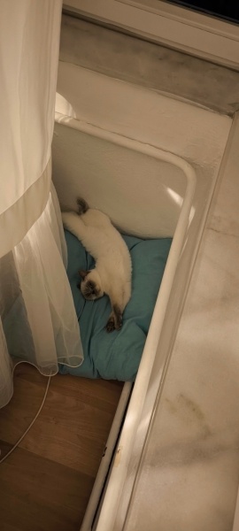 British Shorthair, Kedi  Latte fotoğrafı