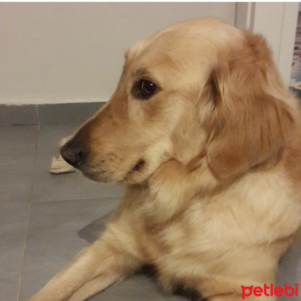 Golden Retriever, Köpek  BADEM fotoğrafı