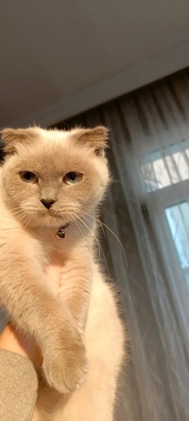Scottish Fold, Kedi  ARGENT (GÜMÜŞ) fotoğrafı